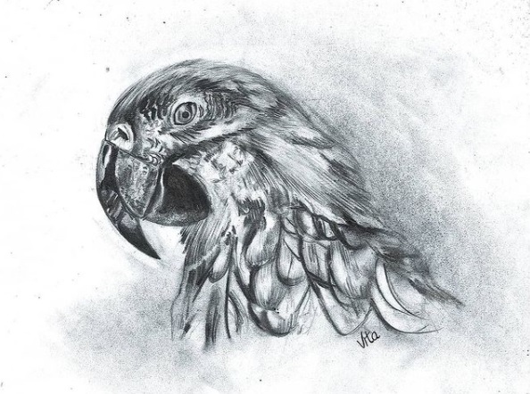 Dibujo detallado de un ave